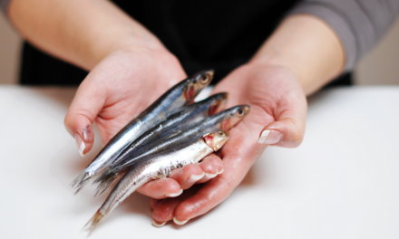 Boquerón en adobo, selección de la materia prima y comercialización.